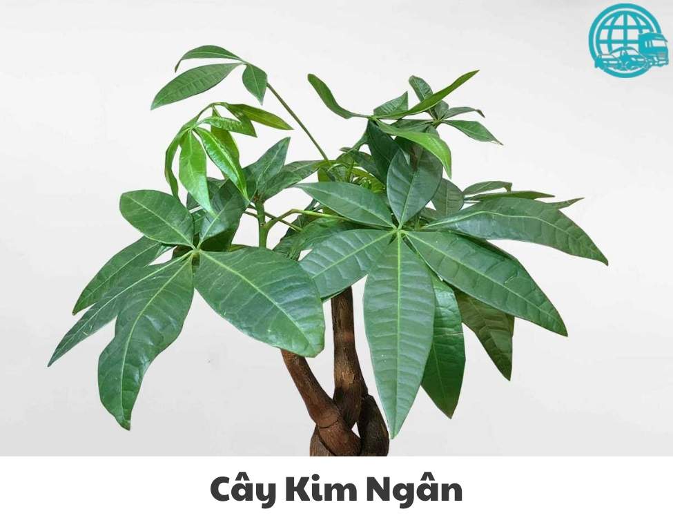 về nhà mới mua gì cho may mắn