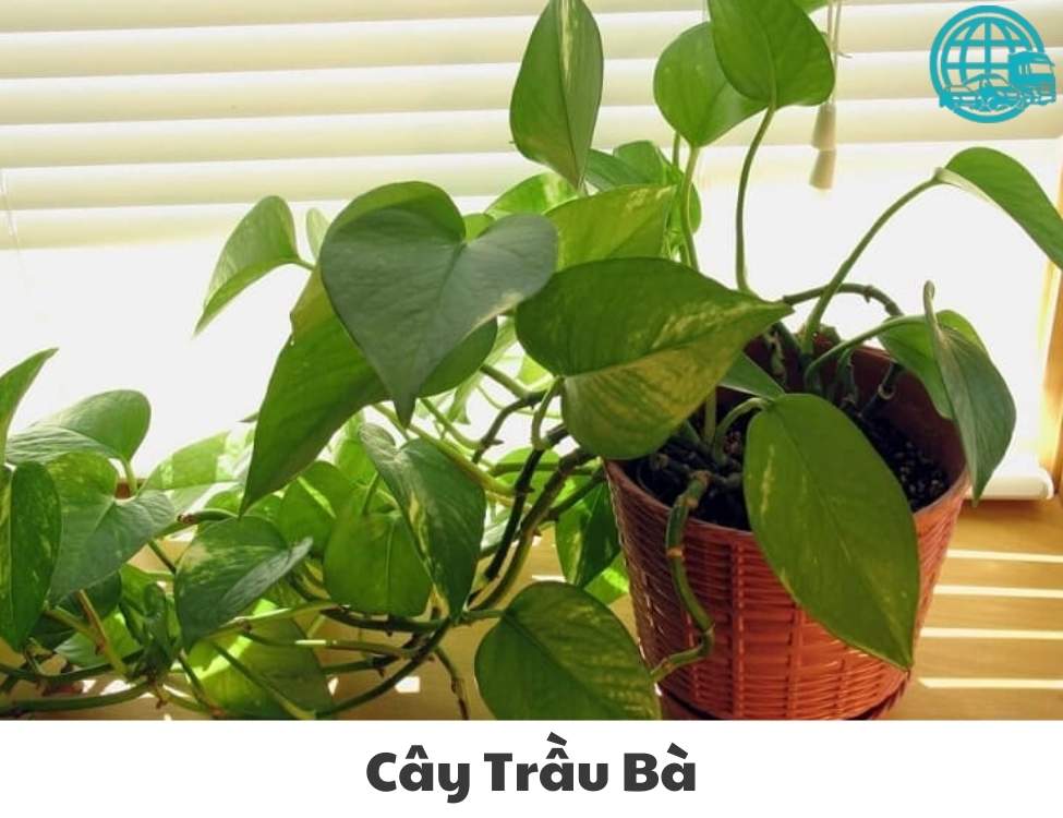 về nhà mới mua gì cho may mắn