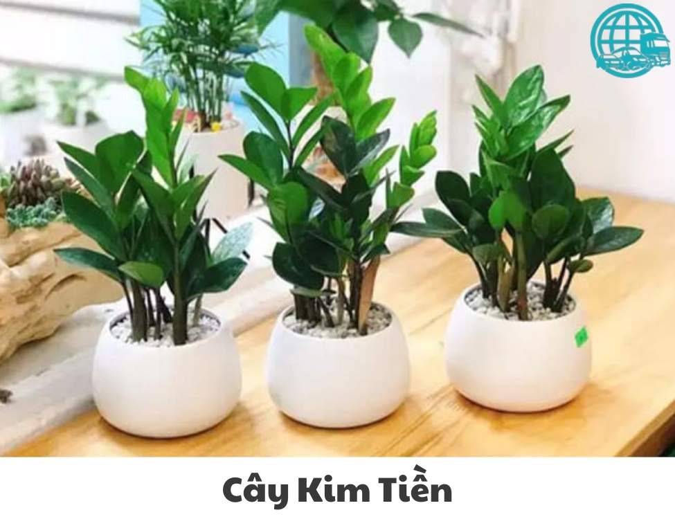 về nhà mới mua gì cho may mắn